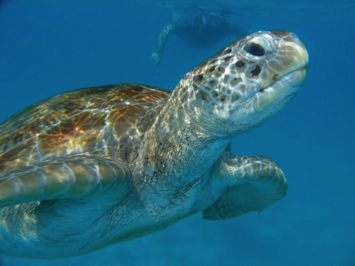 127 - Green Sea Turtle, Barbados